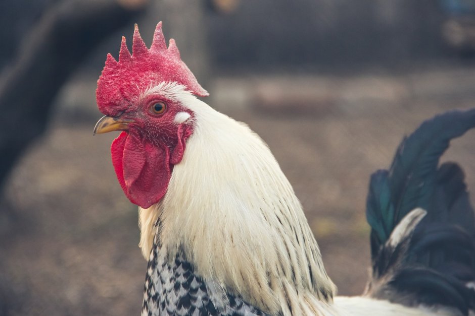 Петух кукарекает будильник