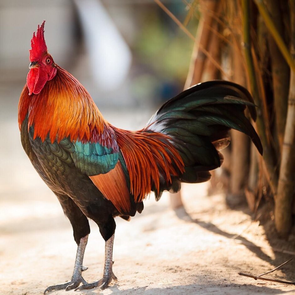 Очень красивый петух