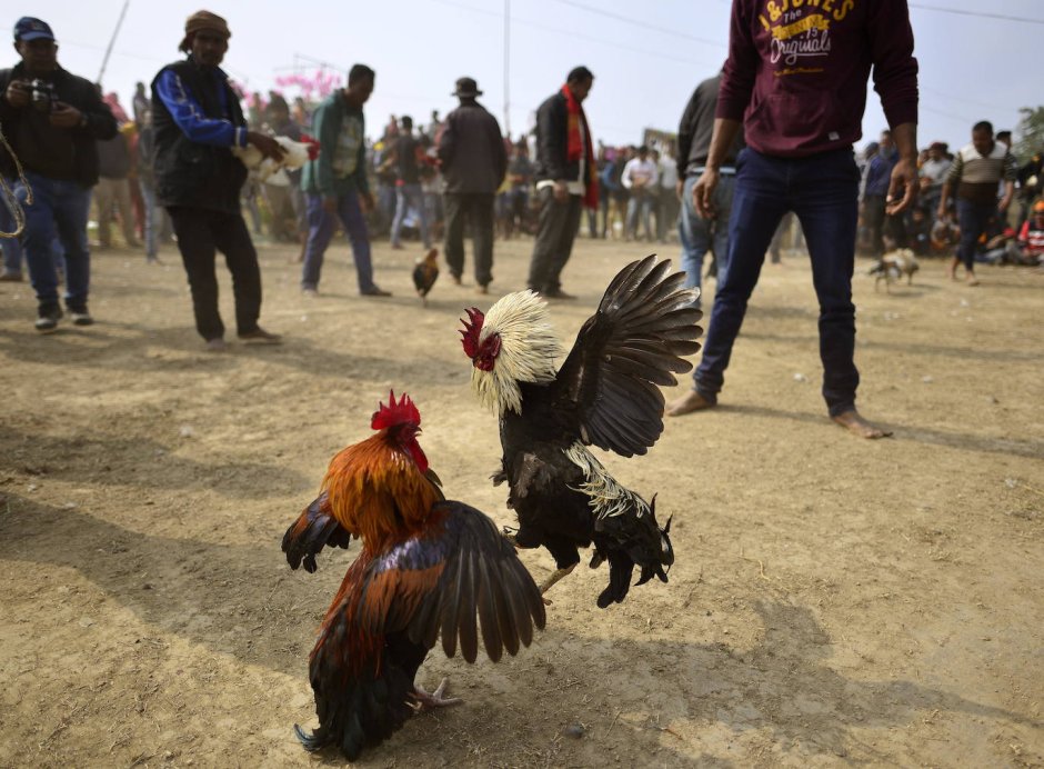 Крутой петух в очках