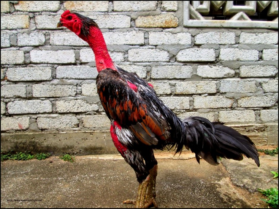 Woman with Chicken in hands