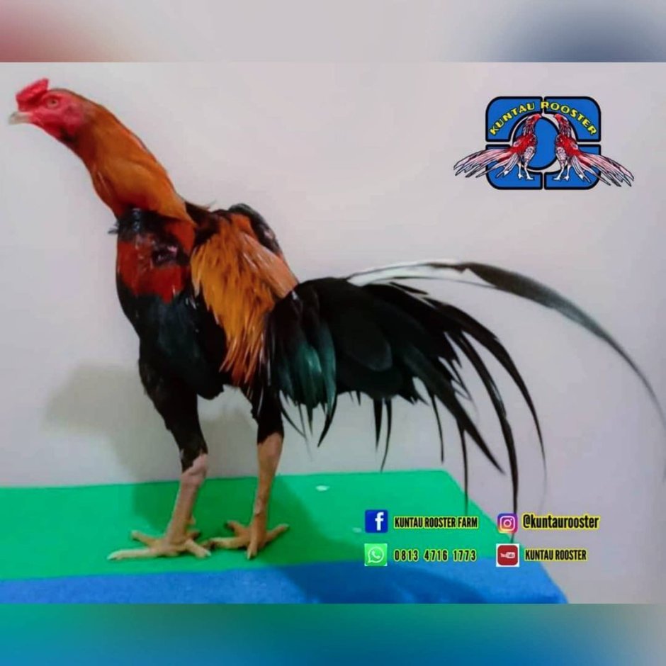 Бойцовые петухи в Индии