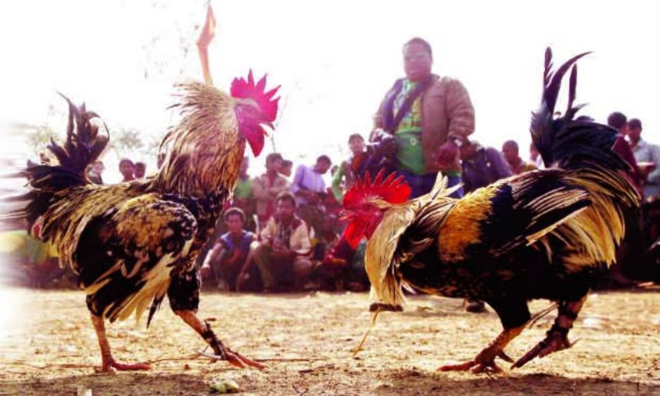 Ягнятник Бородач птица