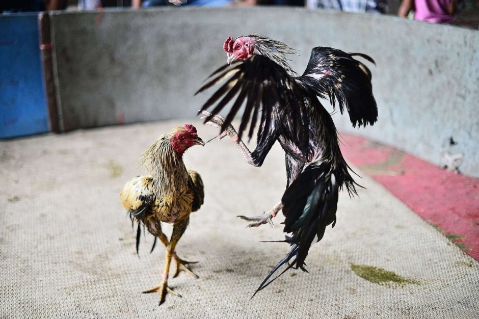 Дикий банкивский петух