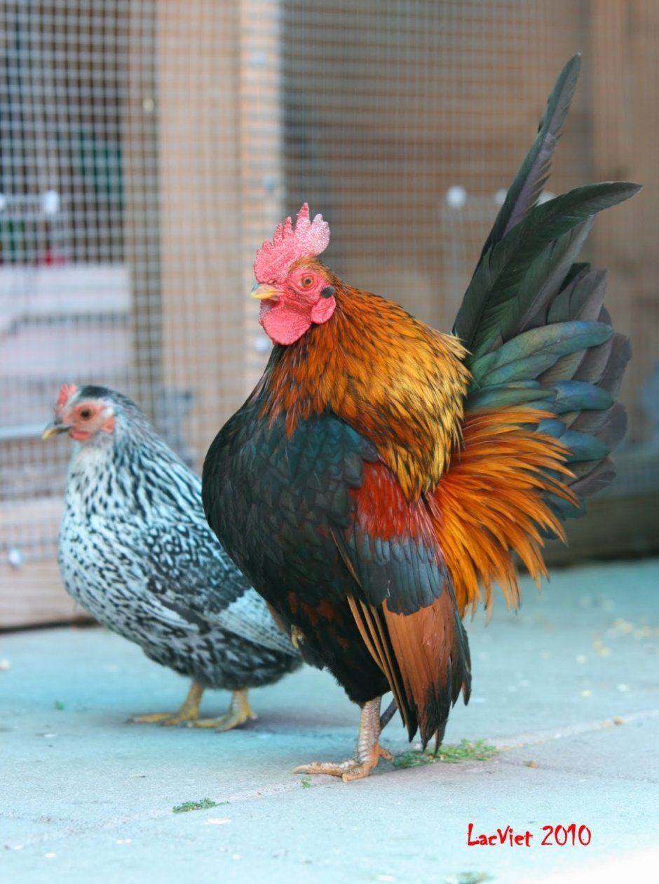 Банкивские джунглевые куры