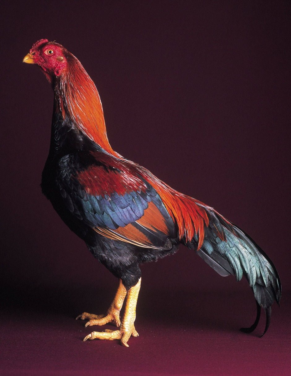 Боевая курица