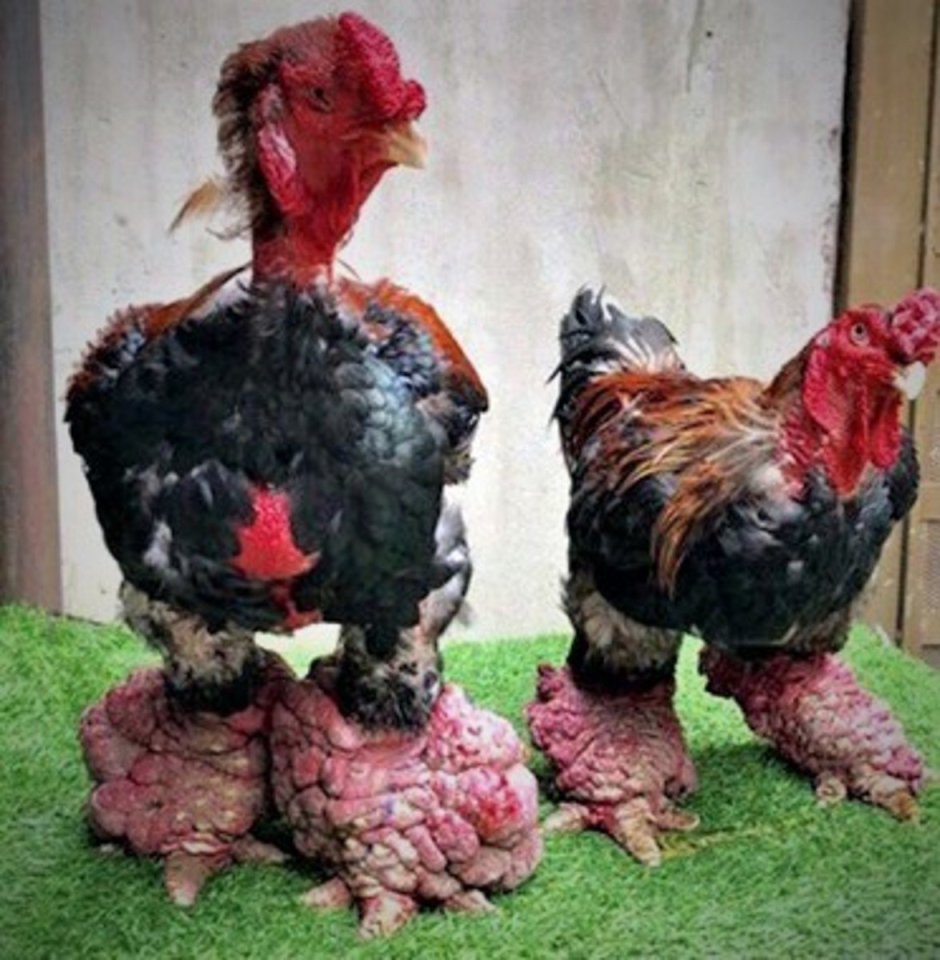 Доброе утро с петухом