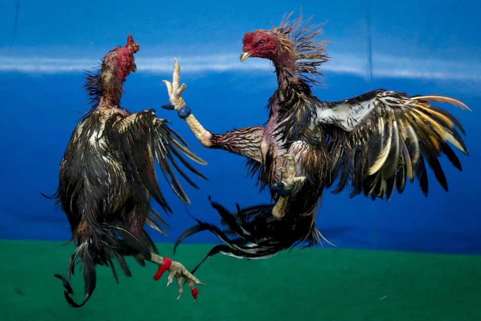 Гибриды курообразных