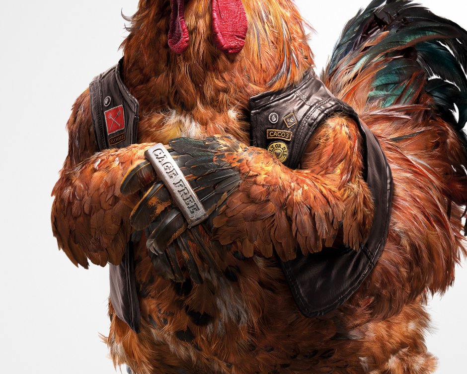 Петухи курицы ферма