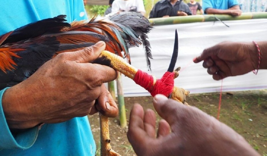 Петушиные бои бойцовых петухов