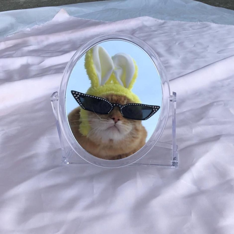 Кошка на природе