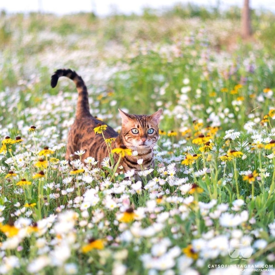 Сказка про кота