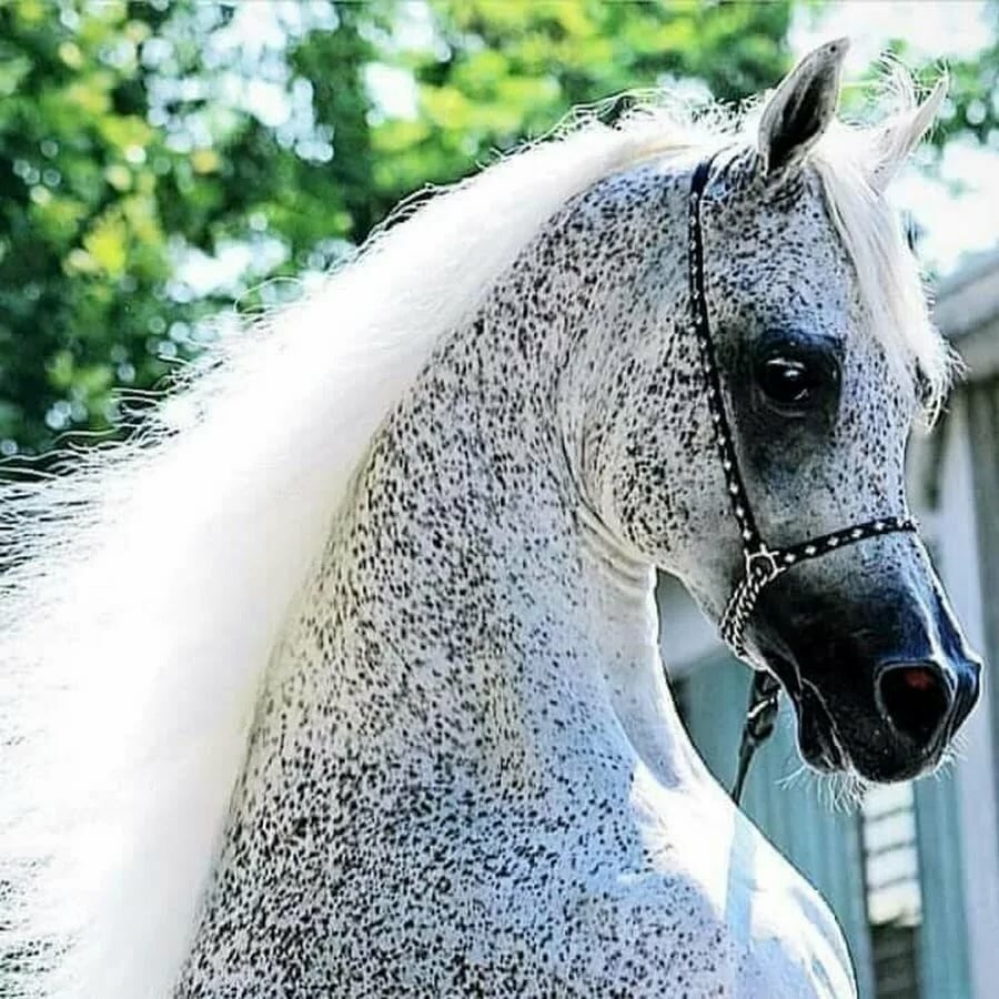 Ахалтекинская Изабелловая масть