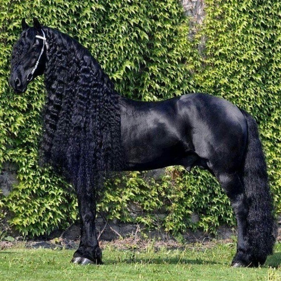 Золотистая лошадь ахалтекинской породы