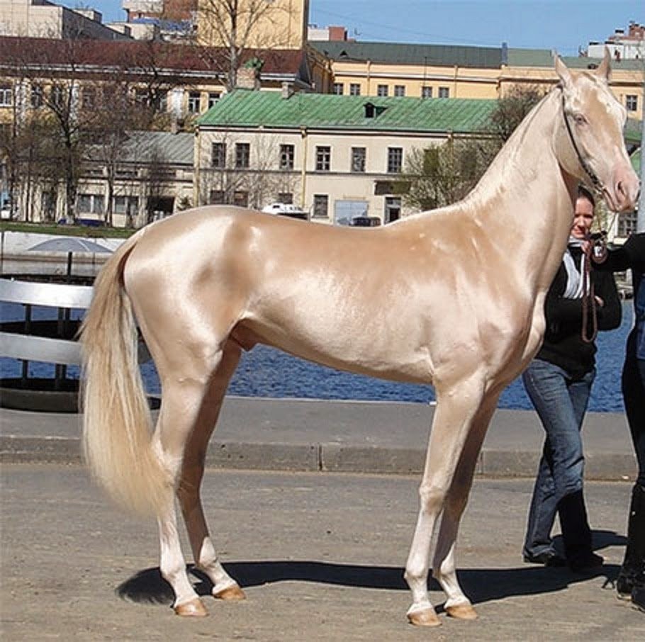 Андалузская лошадь Изабелловая