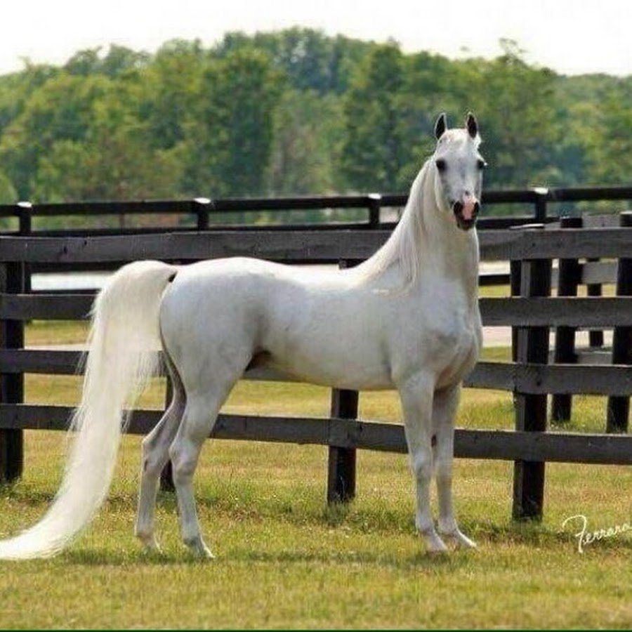 Мелекуш ахалтекинец