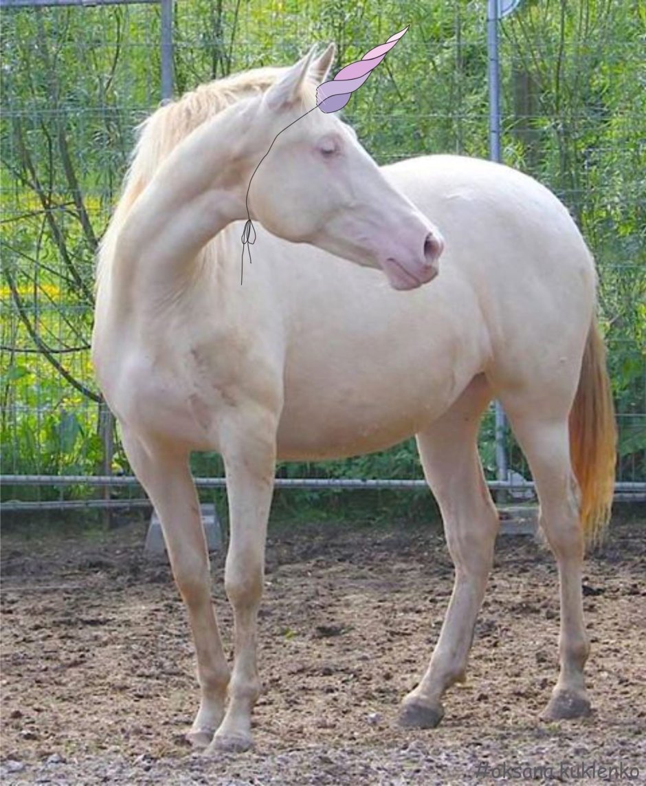 Ахалтекинская лошадь золотистая