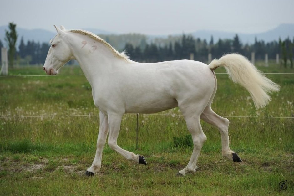 Ахалтекинец лошадь изабелловой масти