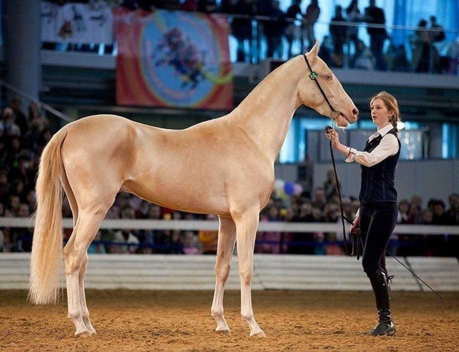 Орловский рысак серый в гречку