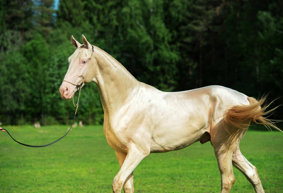 Ахалтекинская Изабелловая