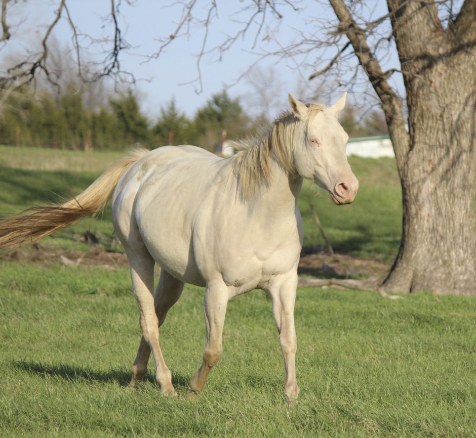 Соловая масть Мустанг