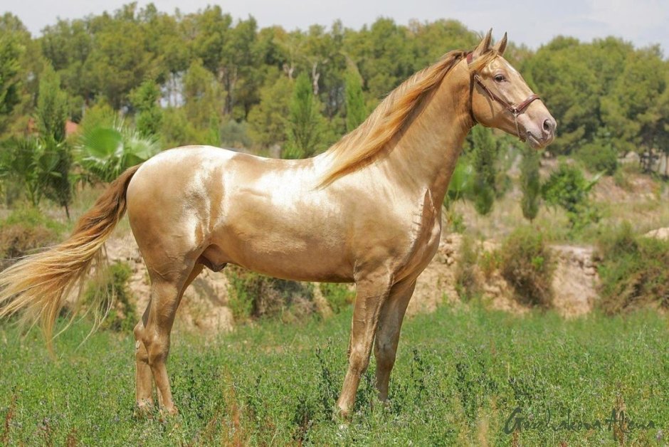 Изабелловая пегая масть