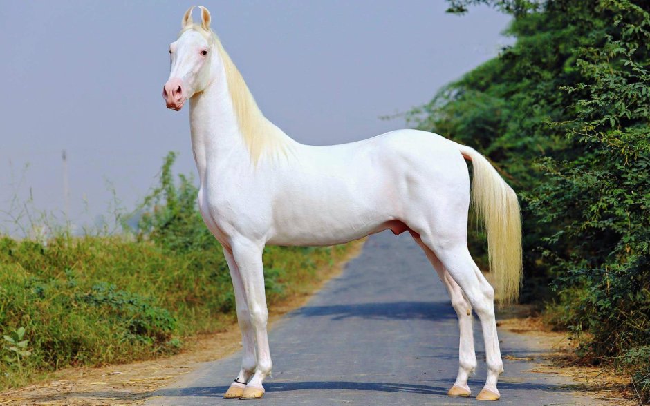 Мелекуш ахалтекинец