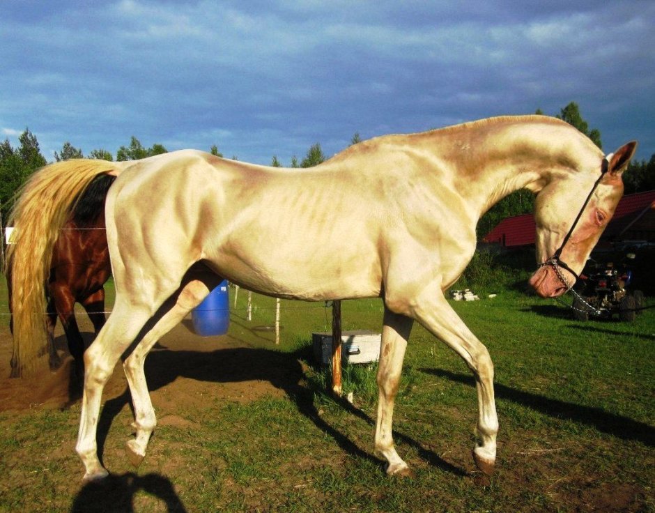 Дорожная лошадь