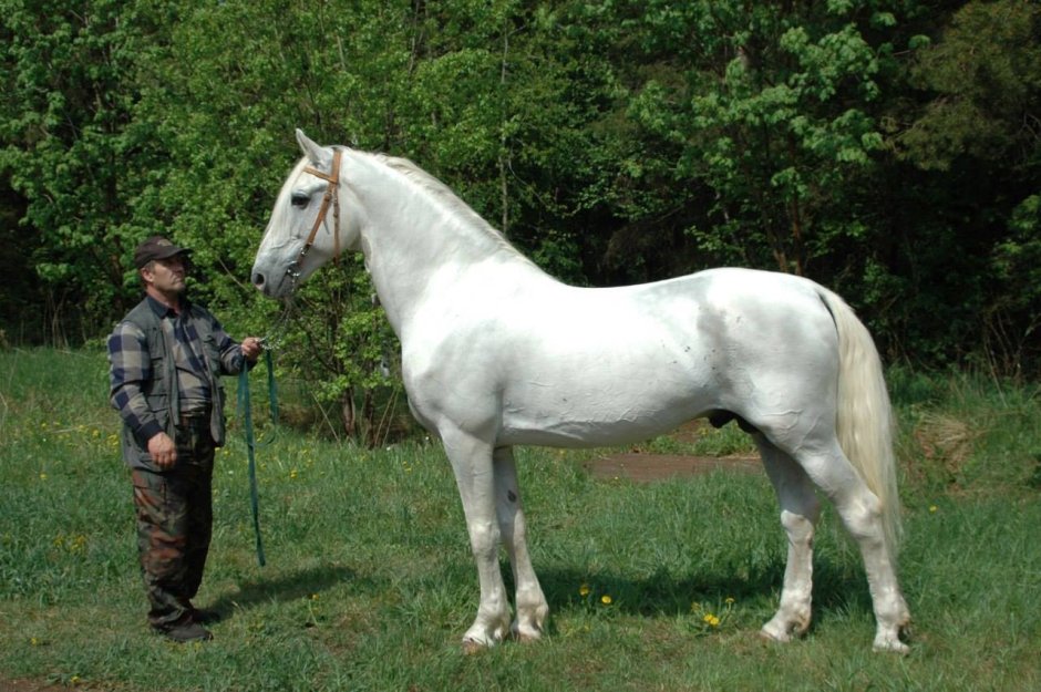 Изабелловый Лузитано