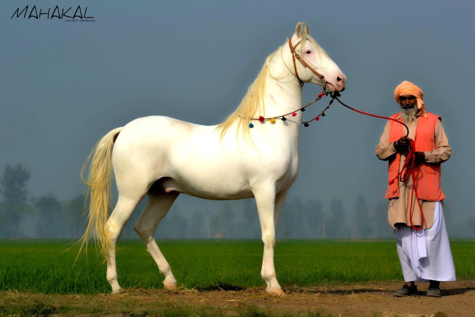 Андалузская лошадь Соловая