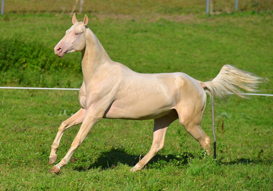 Андалузская лошадь белоснежная