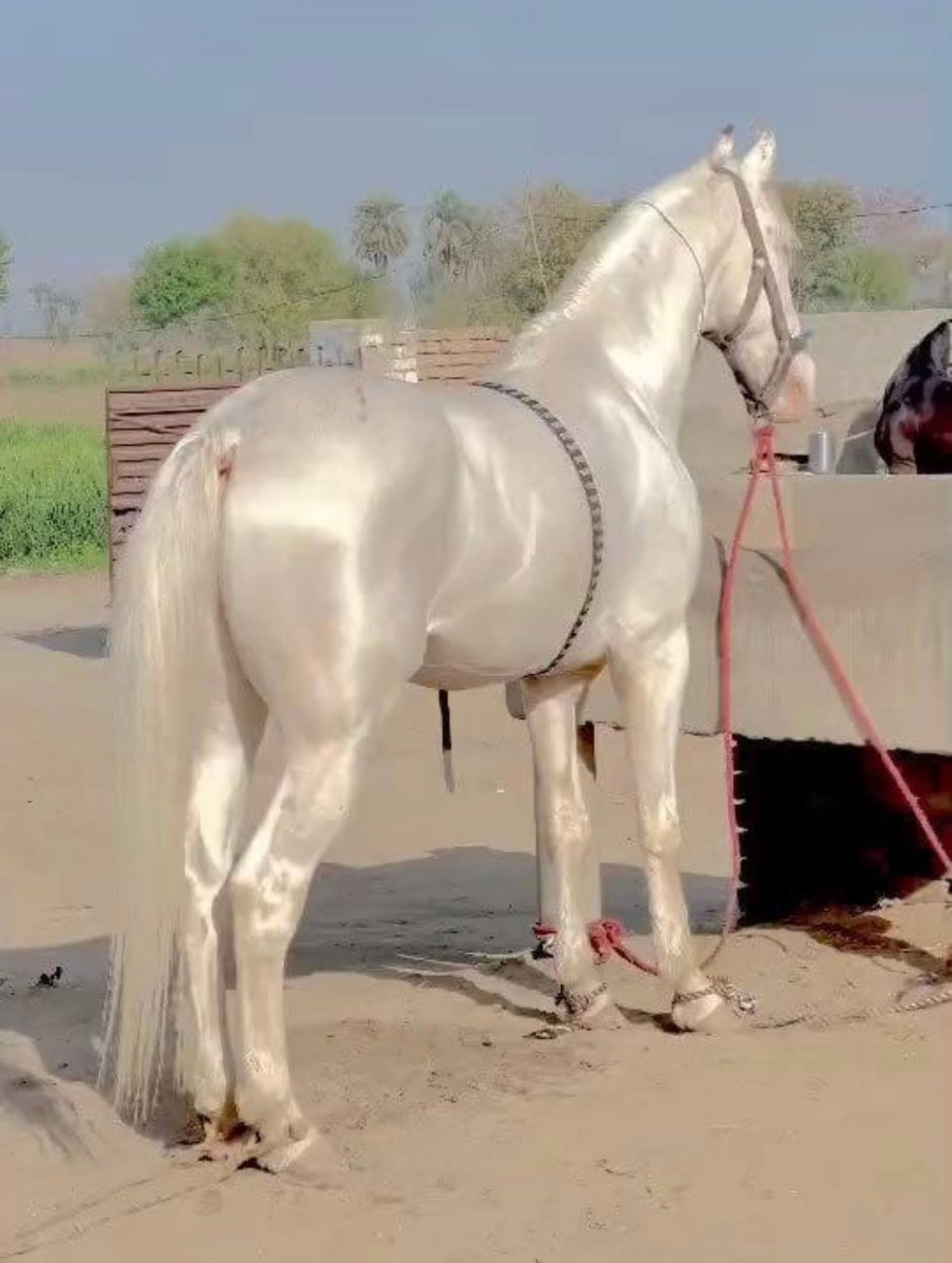 Орловская рысистая порода лошадей