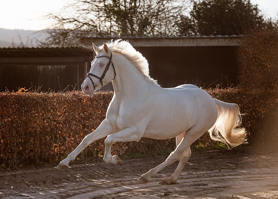 Кремелло масть лошади
