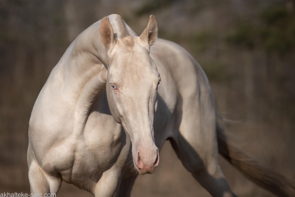 Лузитано лошадь Жемчужная
