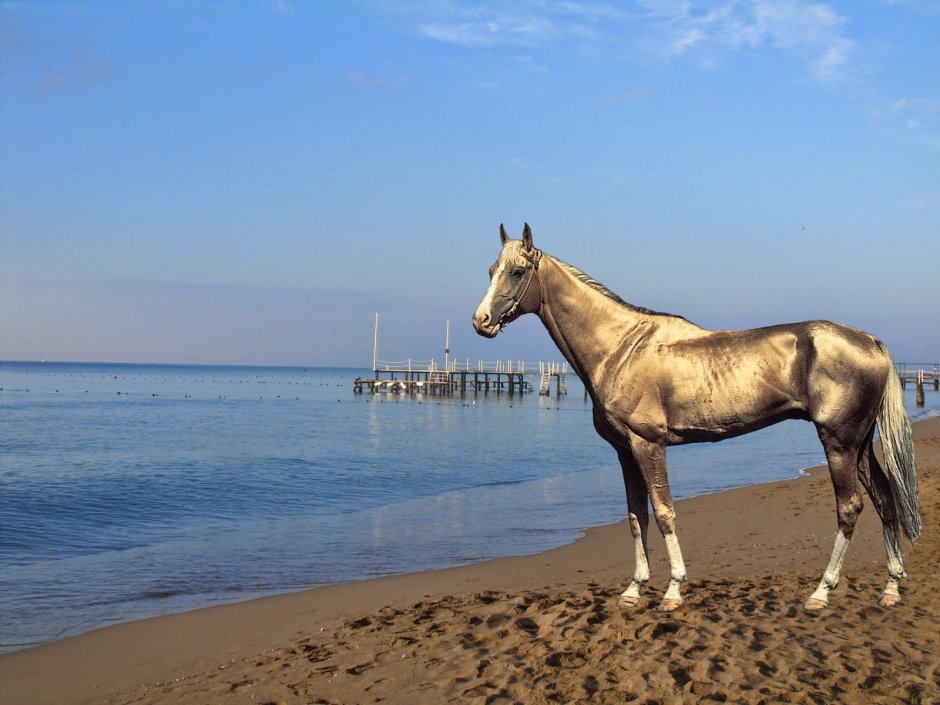 Ахалтекинская лошадь масти шампань
