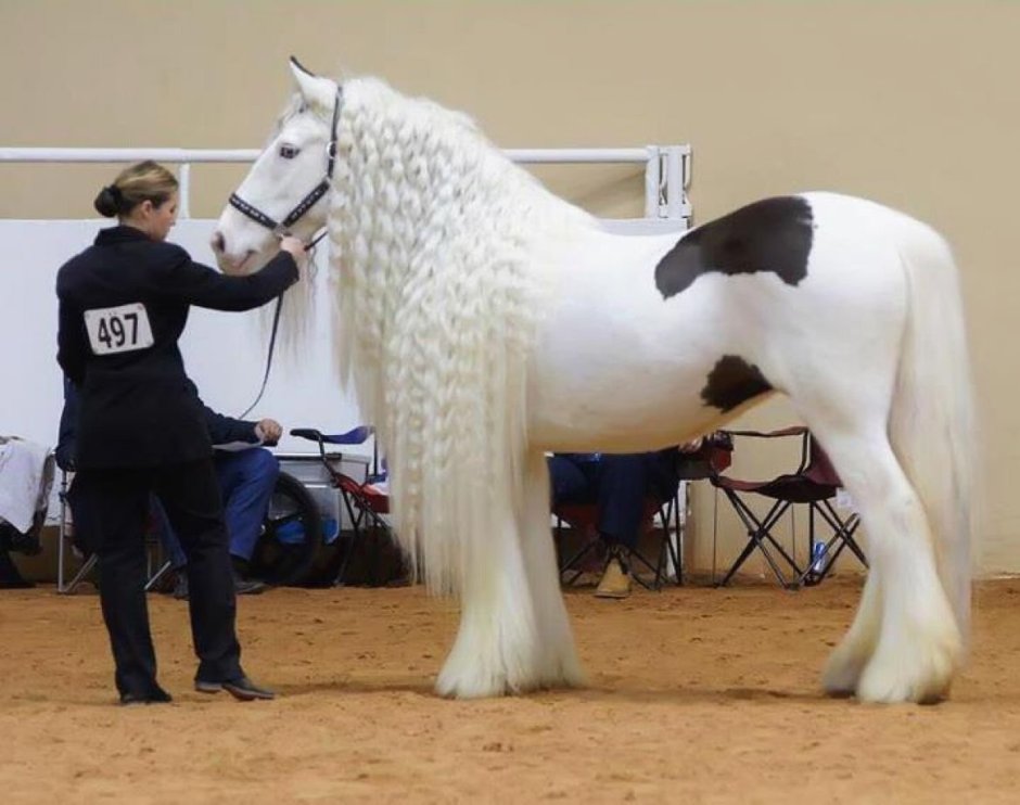 Лошадь Андалуз и Лузитано
