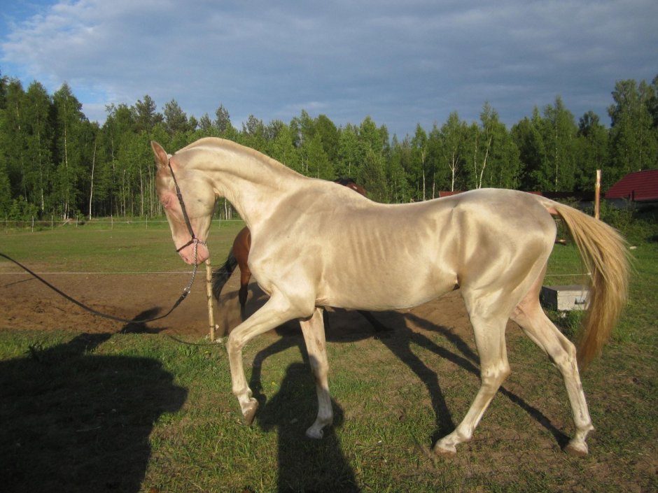 Конь мерин жеребец