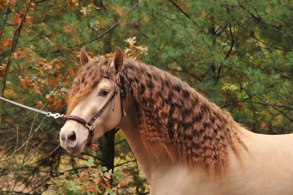 Марвари альбинос