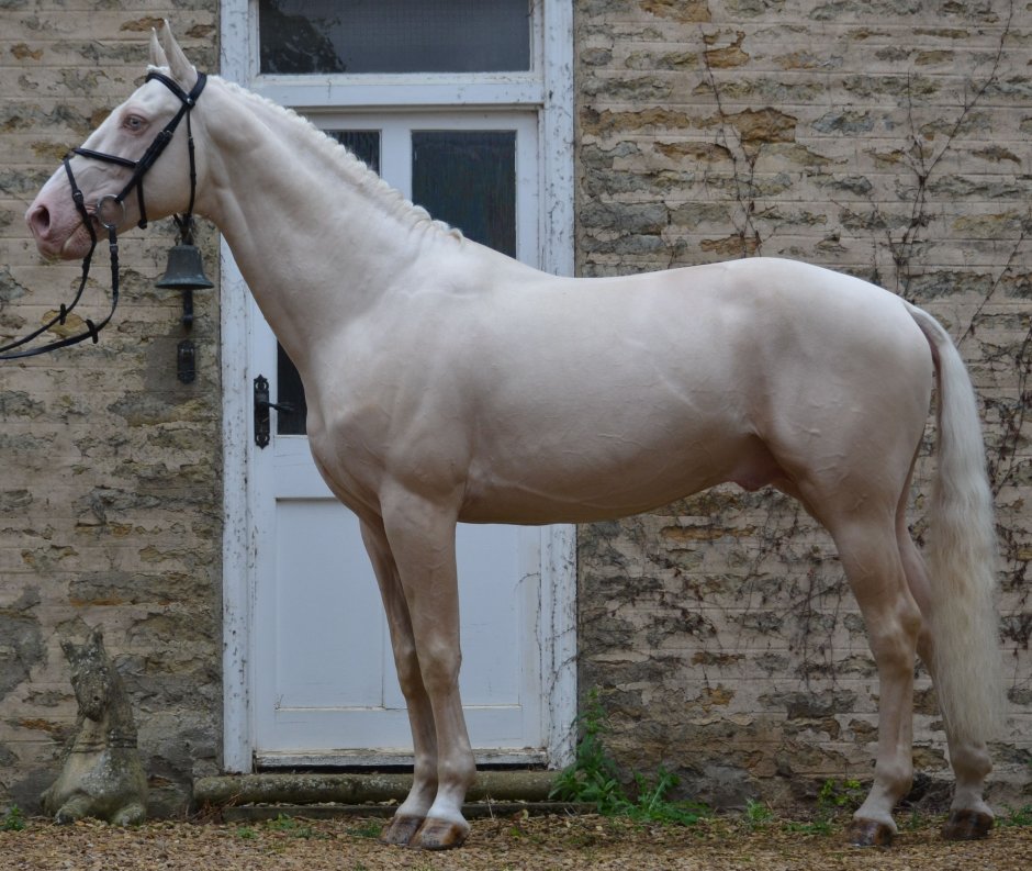 Фризская лошадь черная Жемчужина