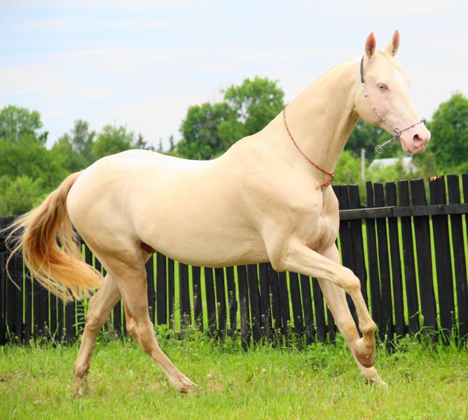 Масть Кремелло