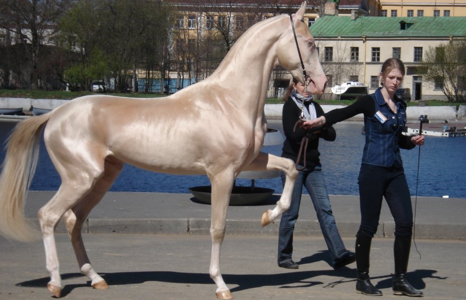 Новогодняя лошадь с белыми волосами