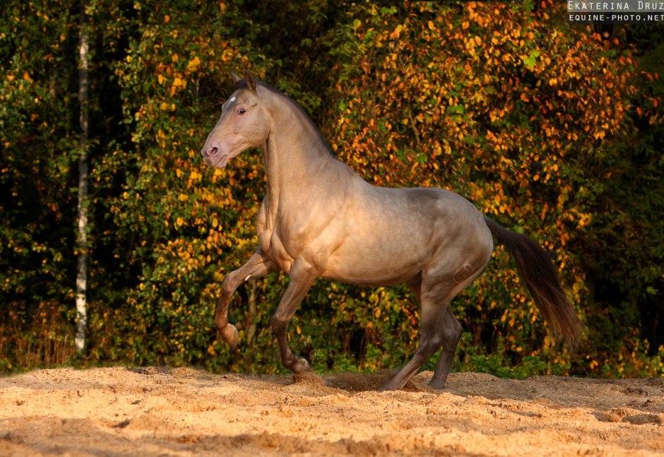 Фриз Фризская лошадь