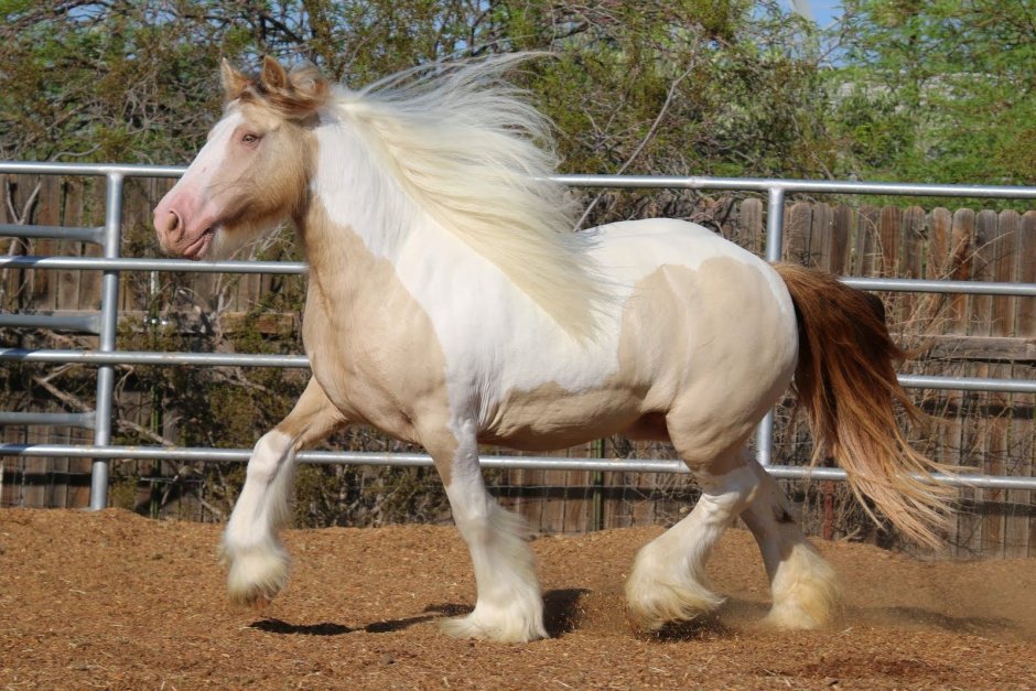 Изабелловая Ахалтекинская лошадь