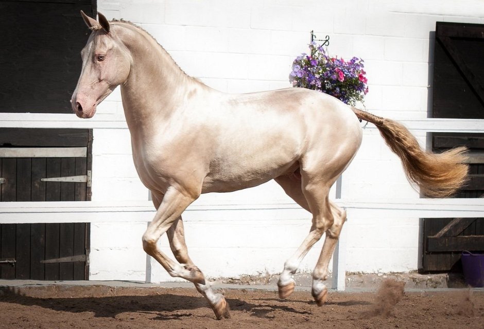 Перлино (Жемчужная)