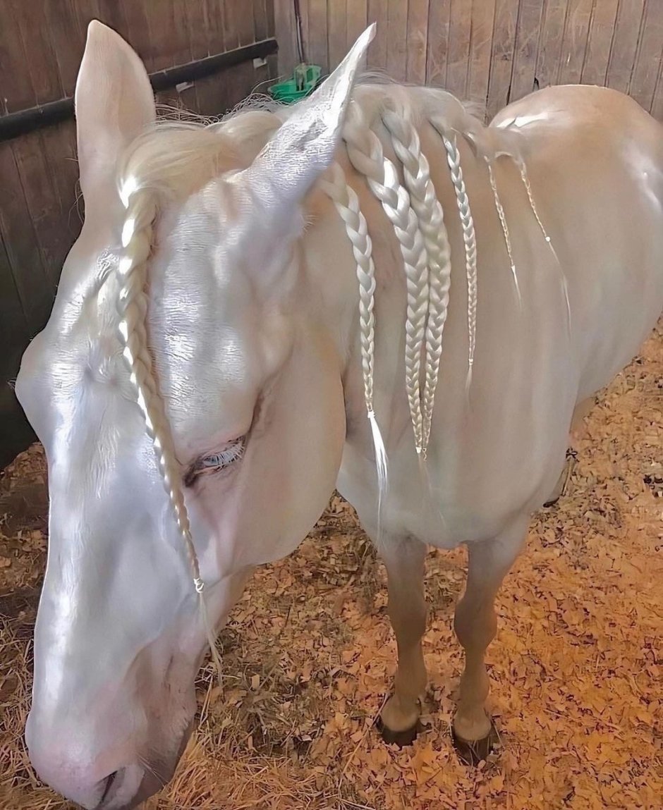 Изабелловая Ахалтекинская лошадь