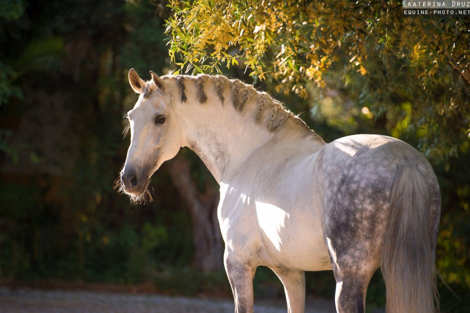 Лошадь изабелловой масти словно перламутровая