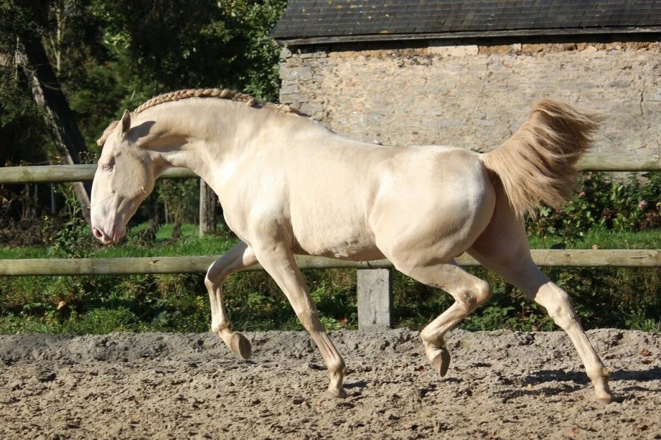 Фризская лошадь грива