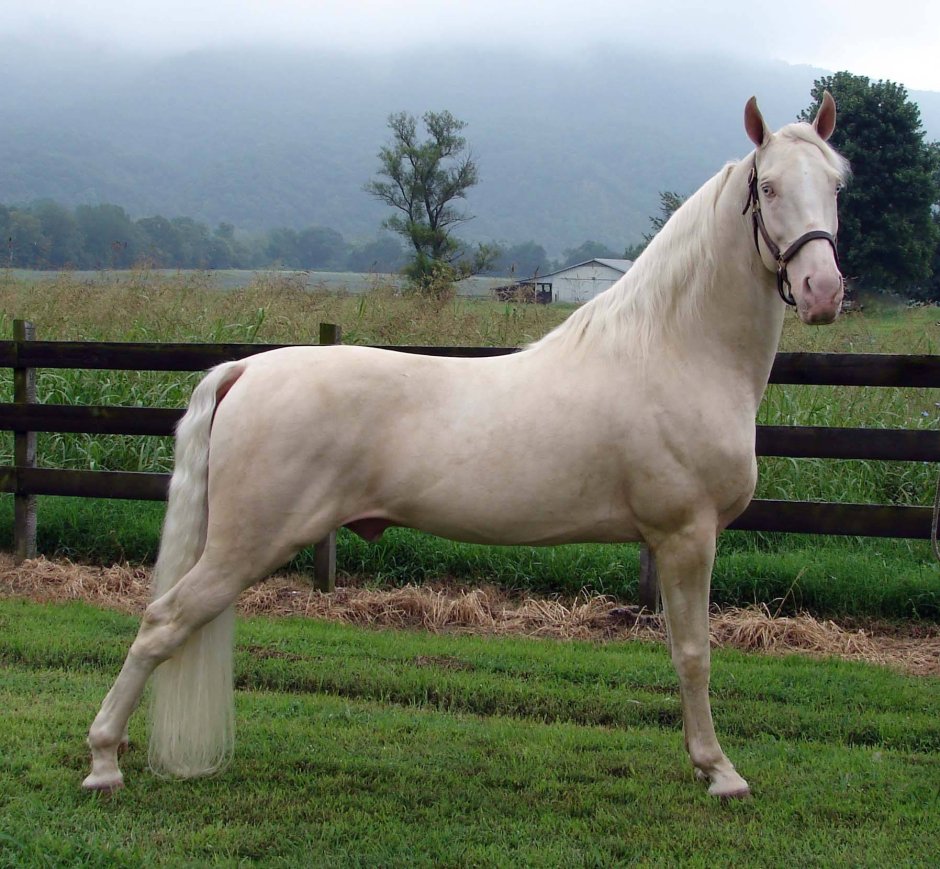 Фризская лошадь черная Жемчужина