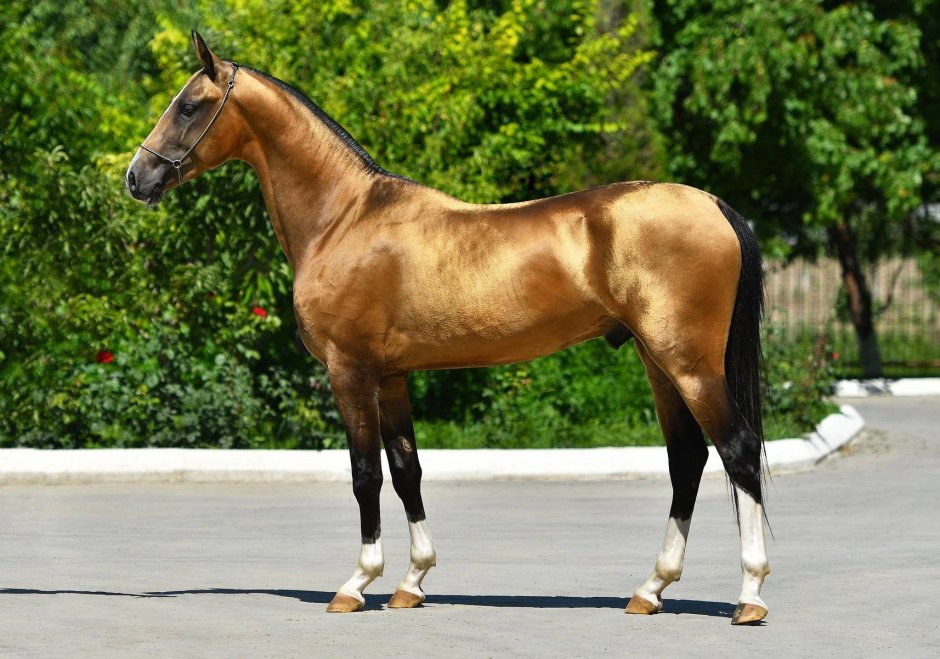 Изабелловая Ахалтекинская лошадь