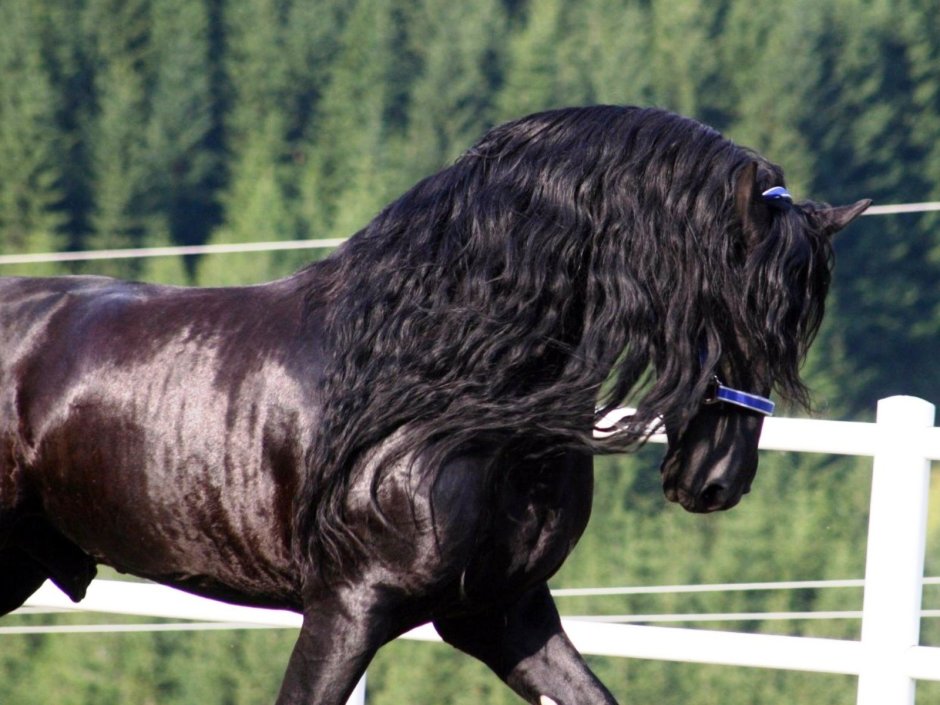 Ахалтекинская лошадь Изабелловая масть