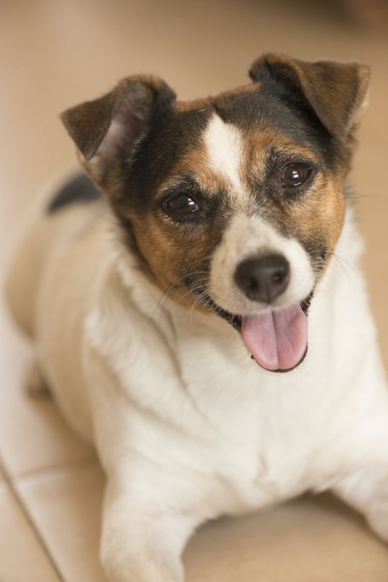 Джек рекс терьер